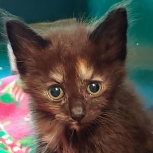 Meet your Posher, Diane